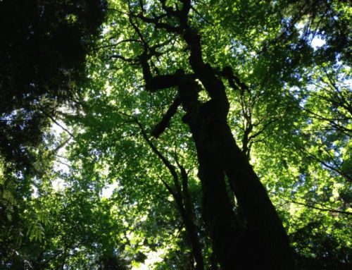Tree Canopy